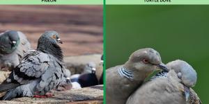 Difference Between Turtle Dove vs. Pigeon