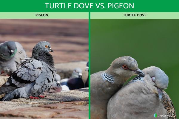 Difference Between Turtle Dove vs. Pigeon