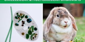 Difference Between Unicellular and Multicellular Organisms With Examples