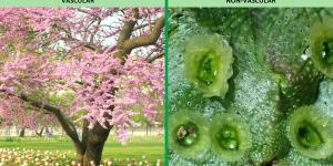 Difference Between Vascular Vs. Non-Vascular Plants