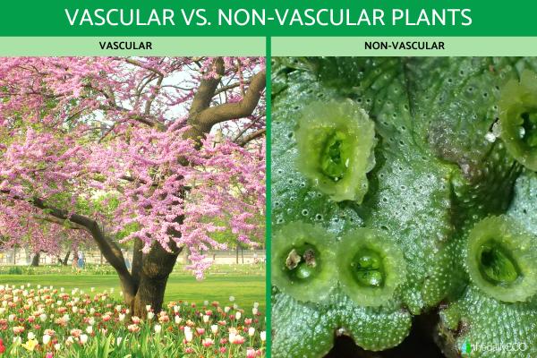 Difference Between Vascular Vs. Non-Vascular Plants