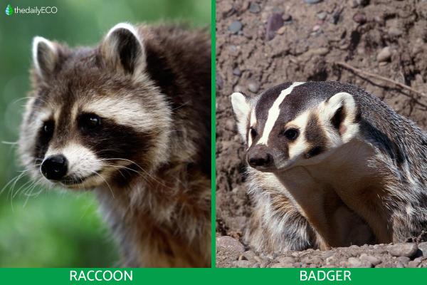 Difference Between Badger vs. Raccoon - Differences between badger vs. racoon
