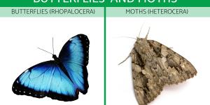 Differences Between Butterflies and Moths