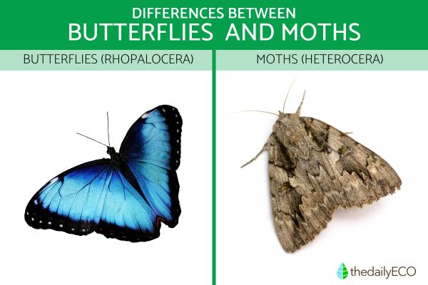 Differences Between Butterflies and Moths