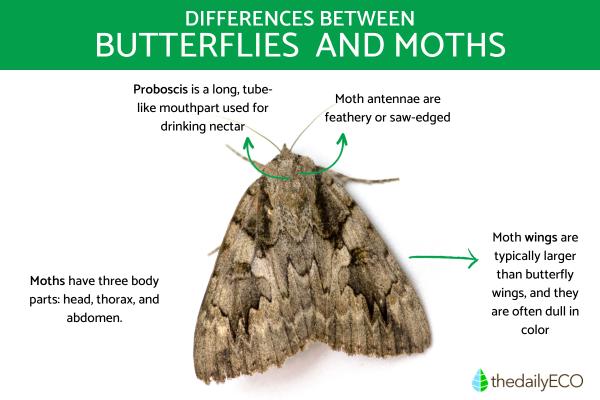 Differences Between Butterflies and Moths -