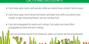 Differences Between Cacti and Succulents