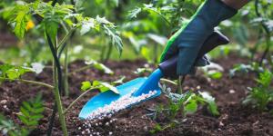 Differences Between Compost and Fertilizer