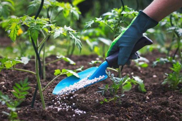 Differences Between Compost and Fertilizer
