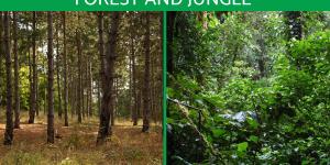 Differences Between Forest and Jungle