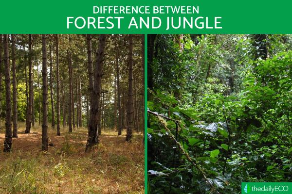 Differences Between Forest and Jungle