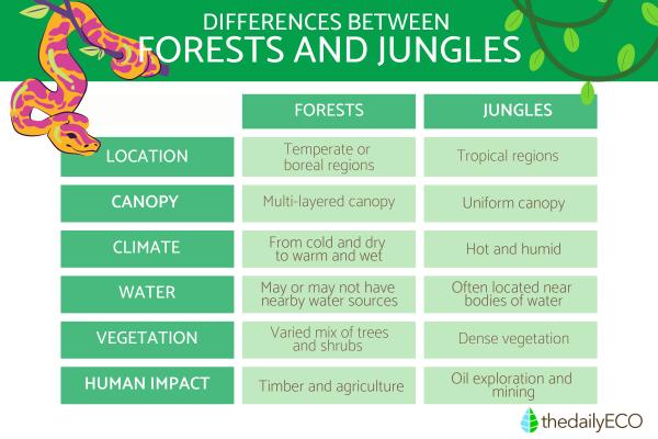 Differences Between Forest and Jungle - Differences between forests and jungles