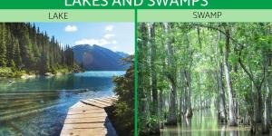 Differences Between Lakes and Swamps
