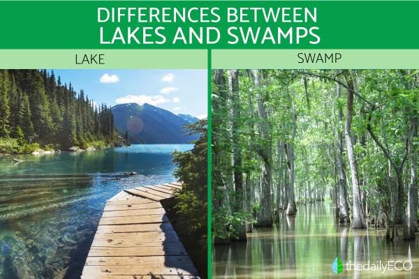 Differences Between Lakes and Swamps