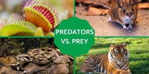 Differences Between Predator vs. Prey