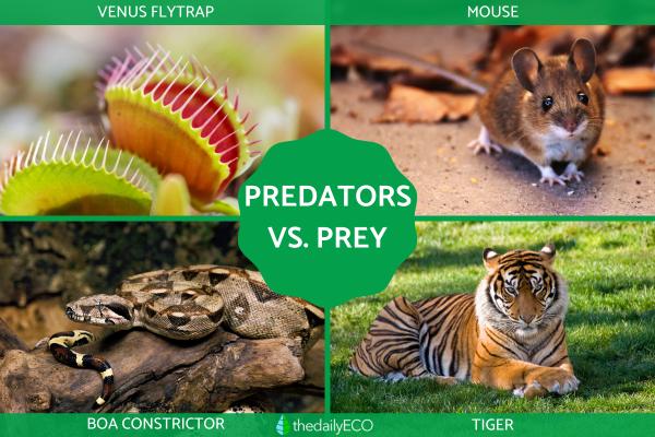 Differences Between Predator vs. Prey