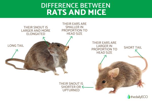 Differences Between Rats and Mice - Differences between rats and mice