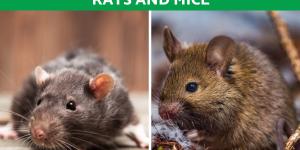Differences Between Rats and Mice