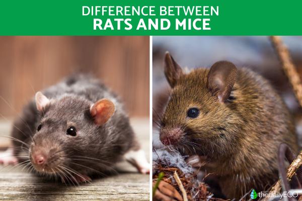 Differences Between Rats and Mice