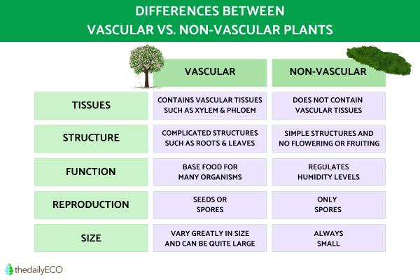 Difference Between Vascular Vs. Non-Vascular Plants - Differences between vascular vs. non-vascular plants