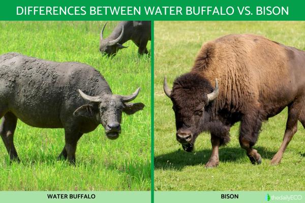 Differences Between Water Bison vs. Buffalo