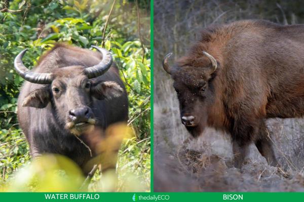 Differences Between Water Bison vs. Buffalo - Differences between water buffalo vs. bison