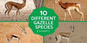 Different Gazelle Species