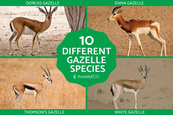 Different Gazelle Species