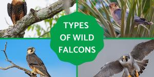 Different Kinds of Falcons With Pictures