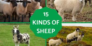 Different Kinds of Sheep Breeds