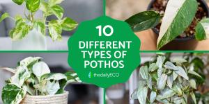 Different Pothos Plant Varieties