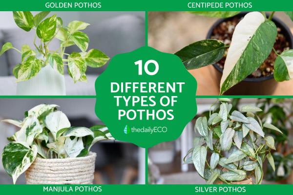 Different Pothos Plant Varieties