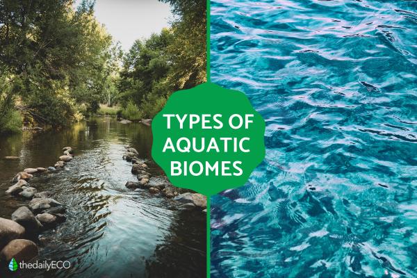 Different Types of Aquatic Biomes