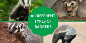 Different Types of Badgers