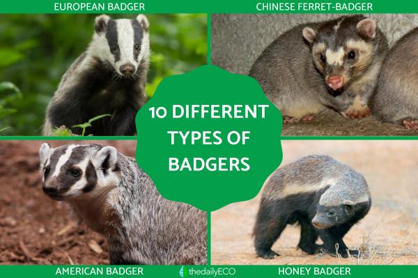 Different Types of Badgers