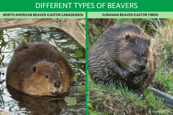 Different Types of Beavers