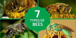 Different Types of Bees - Bee Identification Guide