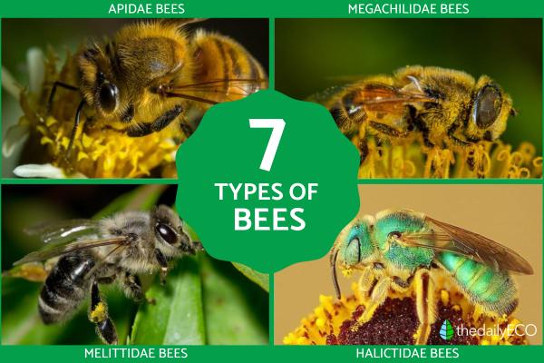Different Types of Bees - Bee Identification Guide