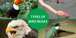 Different Types of Bird Beaks