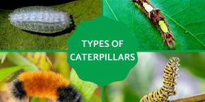 Different Types of Caterpillars
