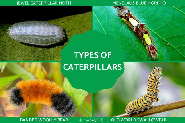 Different Types of Caterpillars