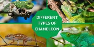 Different Types of Chameleons