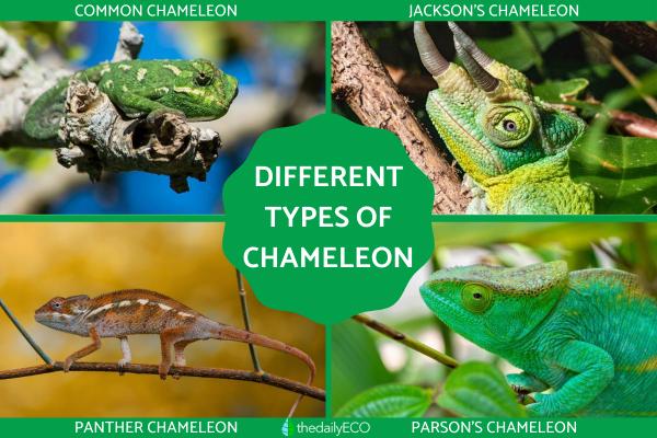 Different Types of Chameleons
