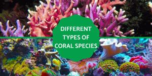 Different Types of Coral Species