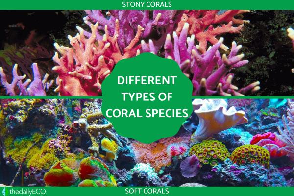 Different Types of Coral Species