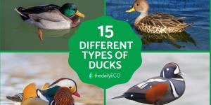 Different Types of Ducks