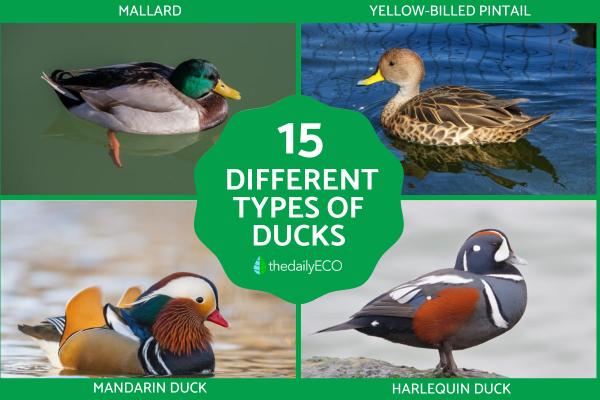 Different Types of Ducks