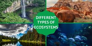 Different Types of Ecosystems - List With Examples