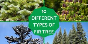 Different Types of Fir Trees