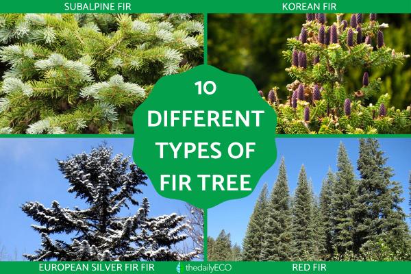Different Types of Fir Trees