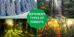 Different Types of Forests - Examples With Photos